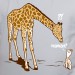 Girafe maman