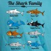 Family Shark