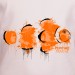 T shirt Animaux - Nemo peinture fraîche